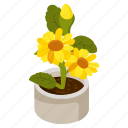sunflower pot, helianthus, flower pot, decorative plant, houseplant