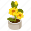 sunflower pot, helianthus, flower pot, decorative plant, houseplant 