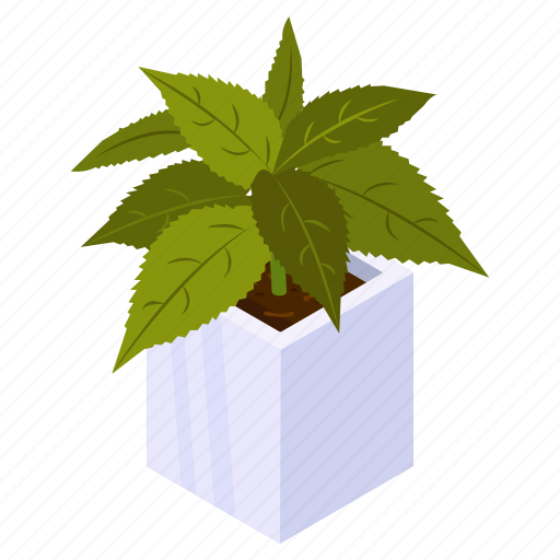 River birch, birch plant, potted plant, decorative plant, houseplant icon - Download on Iconfinder