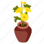 allamanda cathartica, indoor plant, flower pot, decorative plant, houseplant 