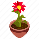 gerbera daisy, gerbera pot, flower pot, decorative plant, houseplant