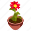 gerbera daisy, gerbera pot, flower pot, decorative plant, houseplant 