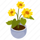 sunflower, helianthus, flower pot, decorative plant, houseplant