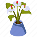 white anthurium, blooming flowers, flower pot, decorative plant, houseplant