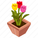 tulips, blooming flowers, flower pot, decorative plant, houseplant