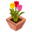 tulips, blooming flowers, flower pot, decorative plant, houseplant 