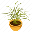 spider plant, indoor plant, potted plant, decorative plant, houseplant