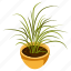 spider plant, indoor plant, potted plant, decorative plant, houseplant 