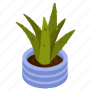aloe vera, succulent plant, potted plant, decorative plant, houseplant