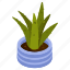 aloe vera, succulent plant, potted plant, decorative plant, houseplant 
