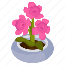 oleander plant, blooming flower, flower pot, decorative plant, houseplant