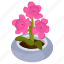 oleander plant, blooming flower, flower pot, decorative plant, houseplant 