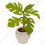 foliage houseplant, swiss leaves, potted plant, decorative plant, leaf houseplant 
