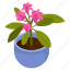 cyclamen persicum, indoor plant, flower pot, decorative plant, houseplant 