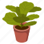 foliage houseplant, indoor plant, potted plant, decorative plant, leaf houseplant 