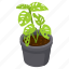foliage houseplant, monstera obliqua, potted plant, decorative plant, leaf houseplant 