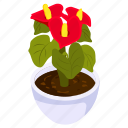 anthurium pot, blooming flower, flower pot, decorative plant, houseplant