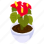 anthurium pot, blooming flower, flower pot, decorative plant, houseplant 