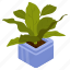 foliage houseplant, cast iron plant, potted plant, decorative plant, leaf houseplant 