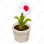 white dahlia, blooming flower, flower pot, decorative plant, houseplant, \ 