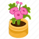 allamanda flower, blooming flower, flower pot, decorative plant, houseplant