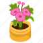 allamanda flower, blooming flower, flower pot, decorative plant, houseplant 