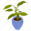 foliage houseplant, birch pot, potted plant, decorative plant, leaf houseplant 