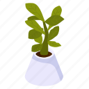 foliage houseplant, indoor plant, potted plant, decorative plant, leaf houseplant, \