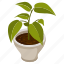 foliage houseplant, rubber plant, potted plant, decorative plant, leaf houseplant 