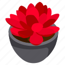 red succulent, indoor plant, flower pot, decorative plant, houseplant