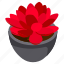 red succulent, indoor plant, flower pot, decorative plant, houseplant 