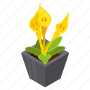 calla flower, blooming flower, potted plant, decorative plant, houseplant
