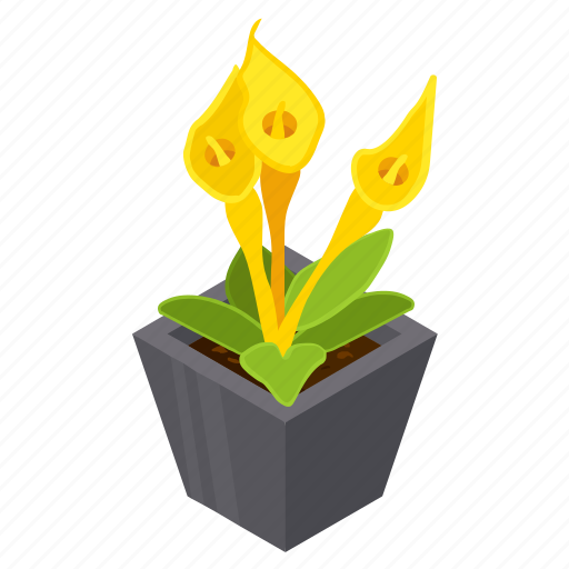 Calla flower, blooming flower, potted plant, decorative plant, houseplant icon - Download on Iconfinder