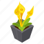 calla flower, blooming flower, potted plant, decorative plant, houseplant 