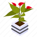 anthurium houseplant, indoor plant, flower pot, decorative plant, houseplant