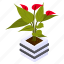 anthurium houseplant, indoor plant, flower pot, decorative plant, houseplant 