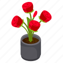 red roses, blooming flowers, flower pot, floral, houseplant