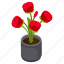 red roses, blooming flowers, flower pot, floral, houseplant 