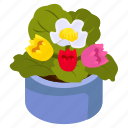 tulips pot, blooming flowers, flower pot, decorative plant, houseplant