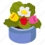 tulips pot, blooming flowers, flower pot, decorative plant, houseplant 