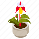 blooming flower, floral, flower pot, decorative plant, houseplant