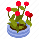 scadoxus multiflorus, indoor plant, potted plant, decorative plant, houseplant