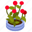 scadoxus multiflorus, indoor plant, potted plant, decorative plant, houseplant 