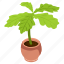foliage houseplant, oak leaves, potted plant, decorative plant, leaf houseplant 