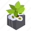 foliage houseplant, gardenias plant, potted plant, decorative plant, leaf houseplant 