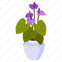 purple anthurium, blooming flowers, flower pot, decorative plant, houseplant