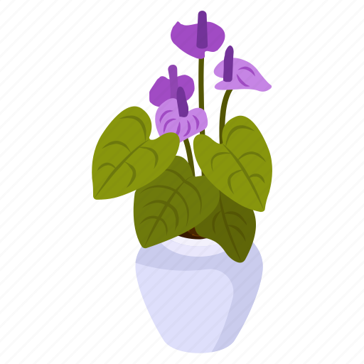 Purple anthurium, blooming flowers, flower pot, decorative plant, houseplant icon - Download on Iconfinder