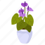 purple anthurium, blooming flowers, flower pot, decorative plant, houseplant 