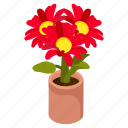 gerbera daisy, gerbera pot, gerbera flowers, decorative plant, houseplant