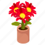 gerbera daisy, gerbera pot, gerbera flowers, decorative plant, houseplant 